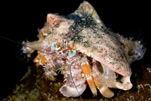 Anemones: Anemone Hermit Crab with anemones (Calliactis polypus)