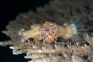 Hermit: Anemone Hermit Crab - carrying Anemones (Calliactis