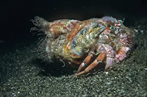 Makes: Anemone Hermit crab - lacking a hard shell of its