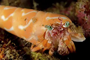 Hermit: Anemone Hermit Crab - in Orange Auger (Terebra dimidiata)