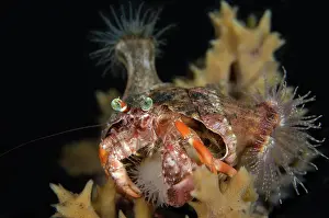 Shell: Anemone Hermit Crab with Sea Anemones