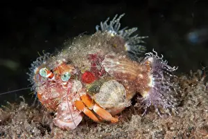 Hermit: Anemone Hermit Crab - in shell with Sea Anemones
