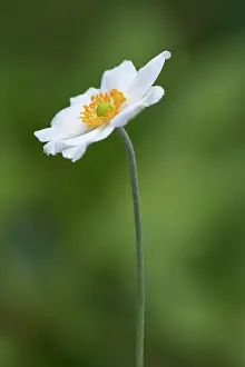 Windflower: Anemone, Japanese anemone