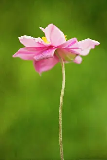 Tough: Anemone, Japanese anemone, Anemone hupehensis var