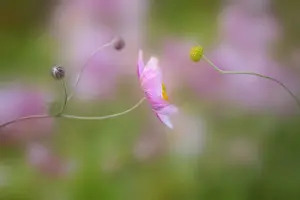 Combined: Anemone, Japanese anemone, Anemone hupehensis var