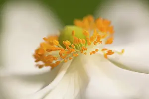 Fabulous: Anemone, Japanese anemone, Anemone x hybrida Honorine