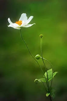 Cooperation: Anemone, Japanese anemone, Anemone x hybrida Honorine