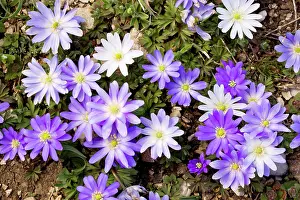 Blanda: An anemone - near the snow-line in the Taurus Mountains
