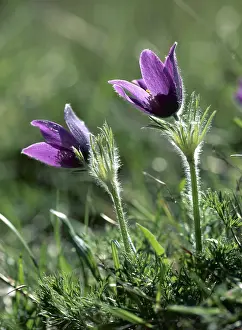 Pasque: ANEMONE - Pasque flower, rare wild plant, close-up