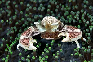 Shellfishes: Anemone Porcelain Crab - with eggs