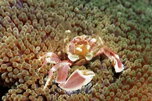 Komodo: Anemone porcelain crab, spotted porcelain crab (Neopetrolist