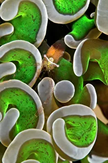 Shellfishes: Anemone Shrimp