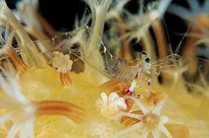 Ancylomenes: Anemone Shrimp in coral TK1 dive site, Lembeh Straits