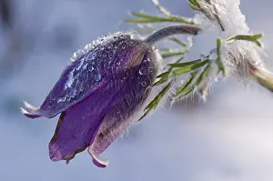 Spec: Anemone spec. - Purple flower covered with snow