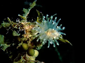 Seagrass: An anemone a species usually found on seagrass beds