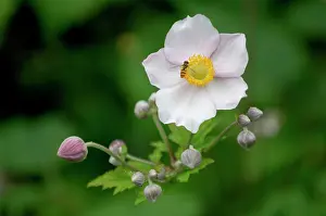 Hoverflies: Anemone tomentosa - hoverfly pollinating. This