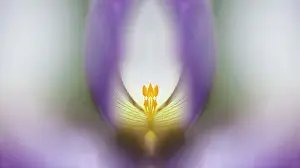 2011: Anemone Wild Swan, Very close abstract graphic