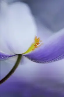 2011: Anemone Wild Swan close view from side showing stamen and
