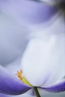 2011: Anemone Wild Swan close view from side showing stamen and
