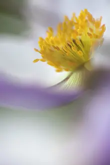 2011: Anemone Wild Swan close view from side showing stamen and