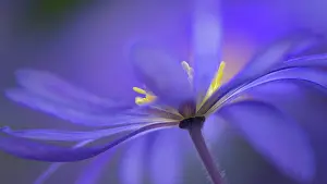 Blanda: Anemone, Winter windflower, Anemone, Anemone blanda