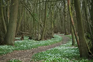 Nemorosa: Anemone, Wood anemone