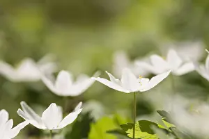 Rhizome: Anemone, Wood anemone, Anemone nemorosa, White subject