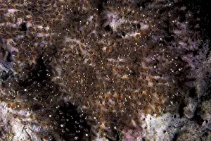 Anemonefish: Anemonefish eggs, Walindi, West New Britain, Papua New Guine