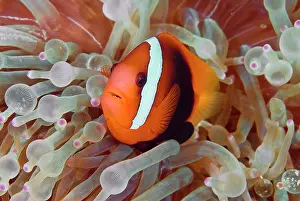 Anemonefish: Anemonefish among poisonous tentacles, Raja