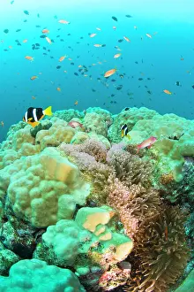 Anemonefish: Anemonefish, scuba diving at Similan Islands