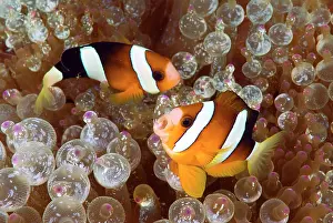 Anemonefish: Two anemonefish swim among poisonous anemone