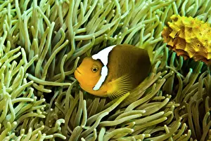 Anemonefishes: Anemonefish - Unusual hybrid only seen in the PNG