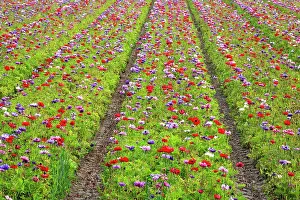 Attractive: Anemones