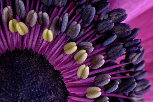 Anemones: Anemones