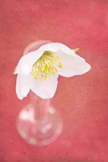 Anemones: Anenome Flower - Textured Image