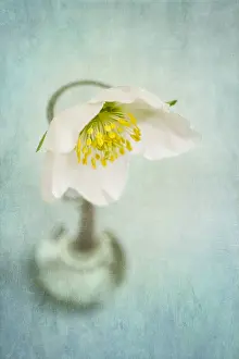 Anemones: Anenome Flower - Textured Image