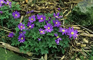 Blanda: Anenome flowers