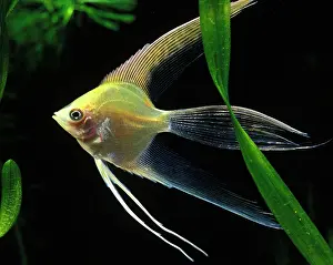 Pterophyllum: Angel Fish