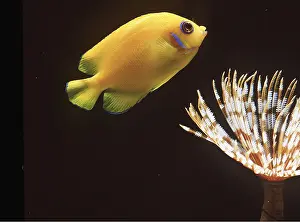 Angel: ANGEL FISH