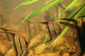 Pterophyllum: ANGEL FISH / Angel Cichlid