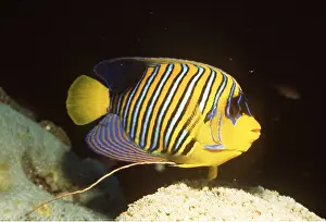 Stripes: ANGEL FISH - FULL BODY