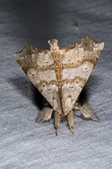 Angel: Angel Moth