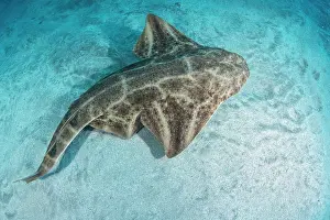 Angel: Angel shark (Squatina squatina) above the bottom