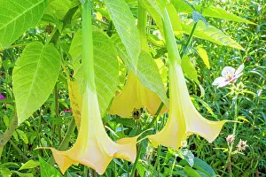 Trumpet: Angel Trumpet, Brugmansia aurea Yellow Gold, flowers
