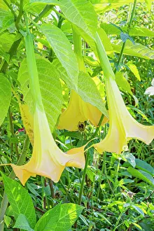 Trumpet: Angel Trumpet, Brugmansia aurea Yellow Gold, flowers