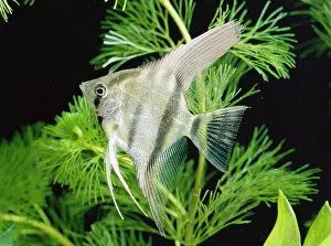 Cichlids: ANGELFISH / Angel Cichlid