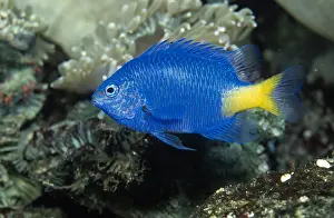 Angel: Angelfish (Pomacanthus sp) swimming underwater