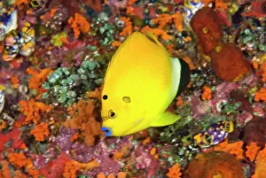 Shimlock: Angelfish, Raja Ampat Islands, Irian Jaya