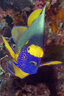 Shimlock: Angelfish, Raja Ampat Islands, Irian Jaya