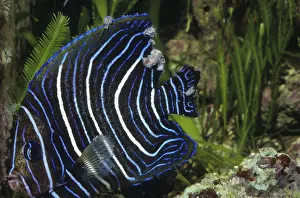 Pathologies: Angelfish suffering from Lymphocystis